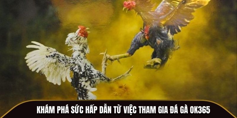 Khám phá sức hấp dẫn từ việc tham gia đá gà OK365