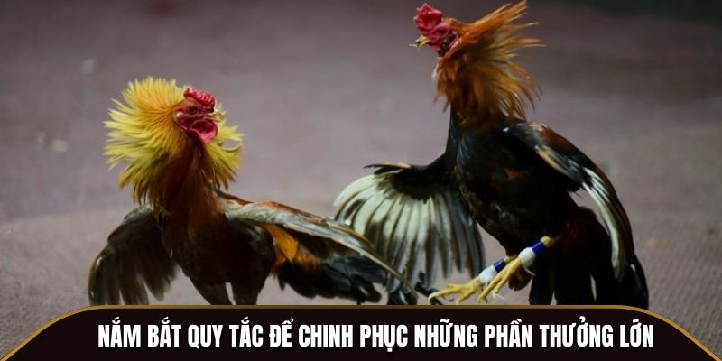 Nắm bắt quy tắc để chinh phục những phần thưởng lớn