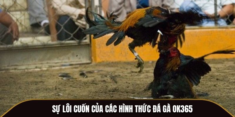 Sự lôi cuốn của các hình thức đá gà OK365