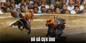 Đá Gà Cựa Dao - Kỷ Nguyên Mới Trong Nghệ Thuật Gà Chọi