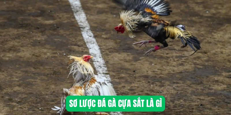 Sơ lược đá gà cựa sắt là gì?