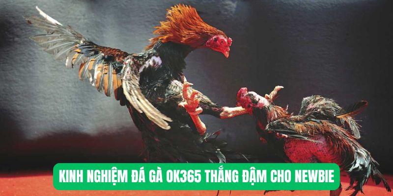 Kinh nghiệm đá gà OK365 thắng đậm cho newbie