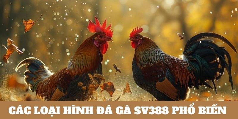 SV388 đá gà đa dạng các loại hình thi đấu